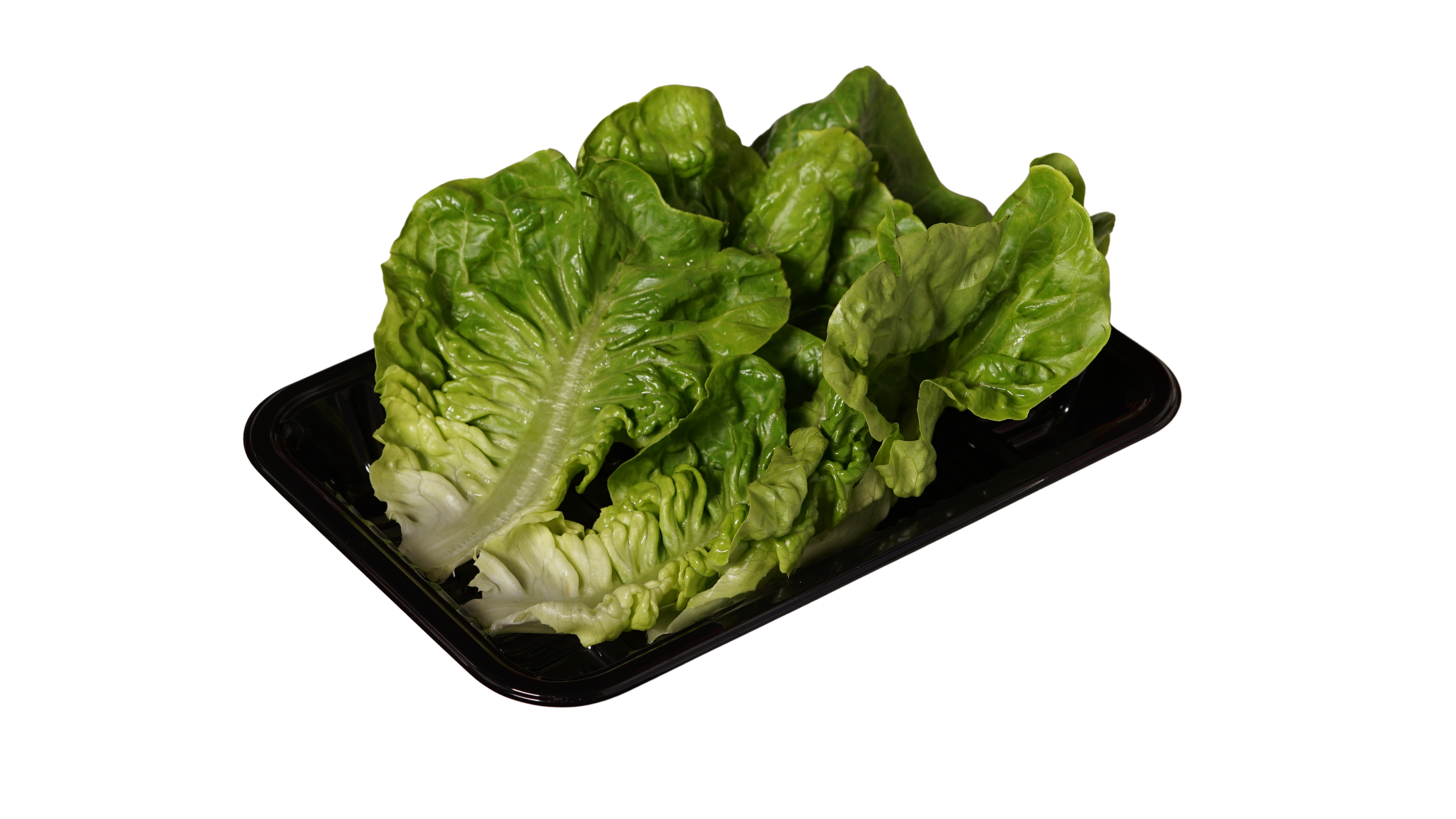 油麦 Baby Romaine
