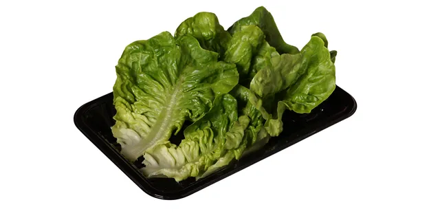 油麦 Baby Romaine