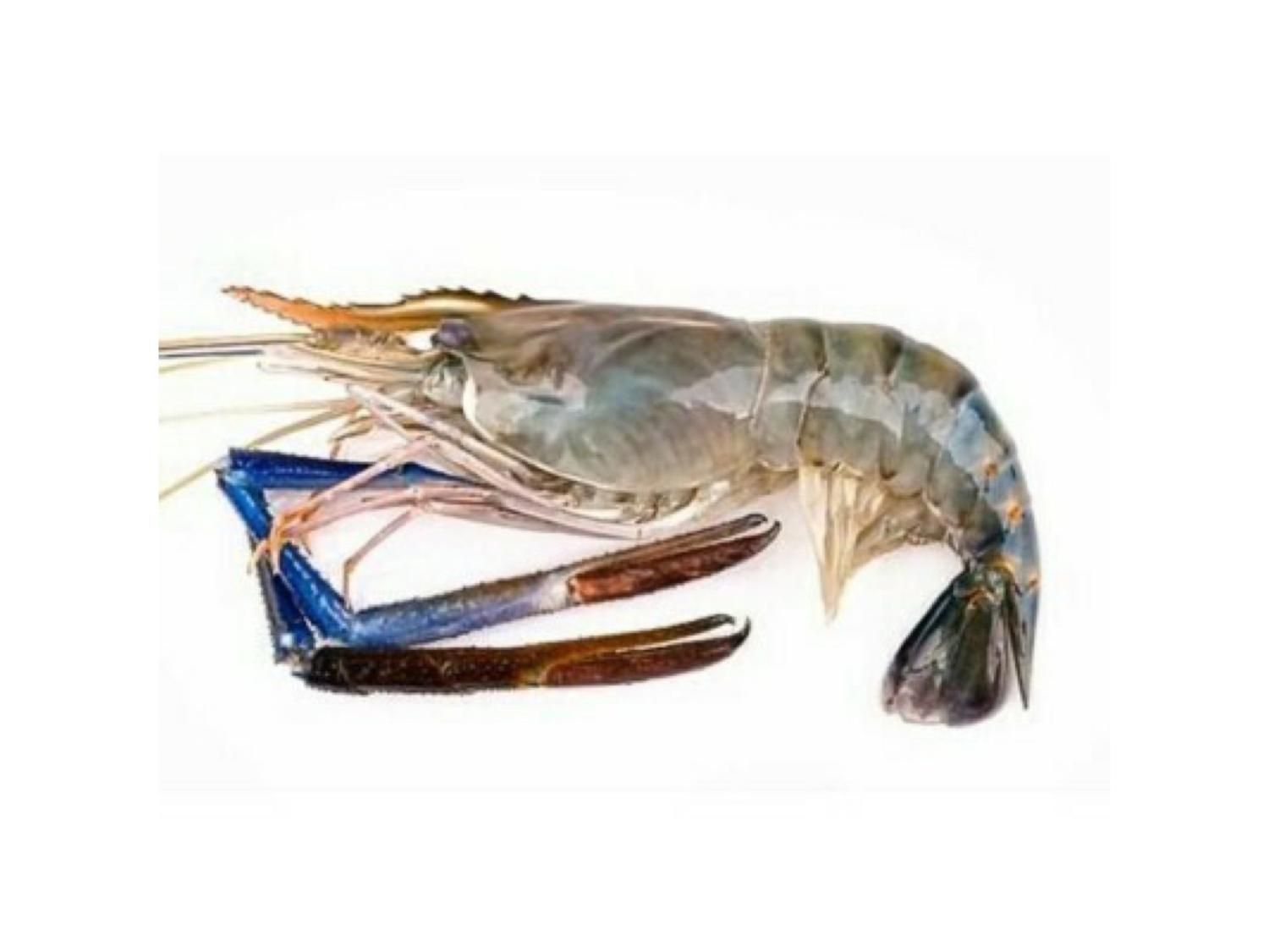 大头虾 BIG HEAD PRAWN