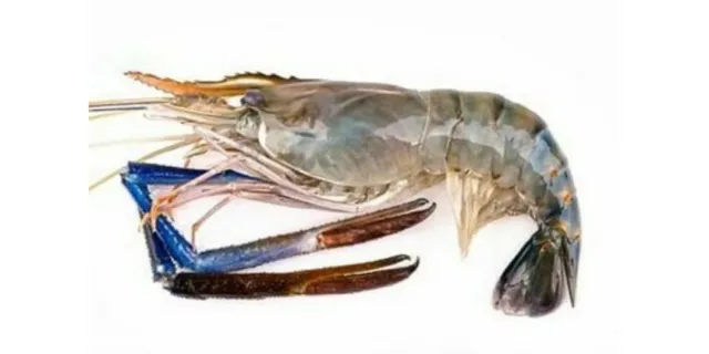 大头虾 BIG HEAD PRAWN